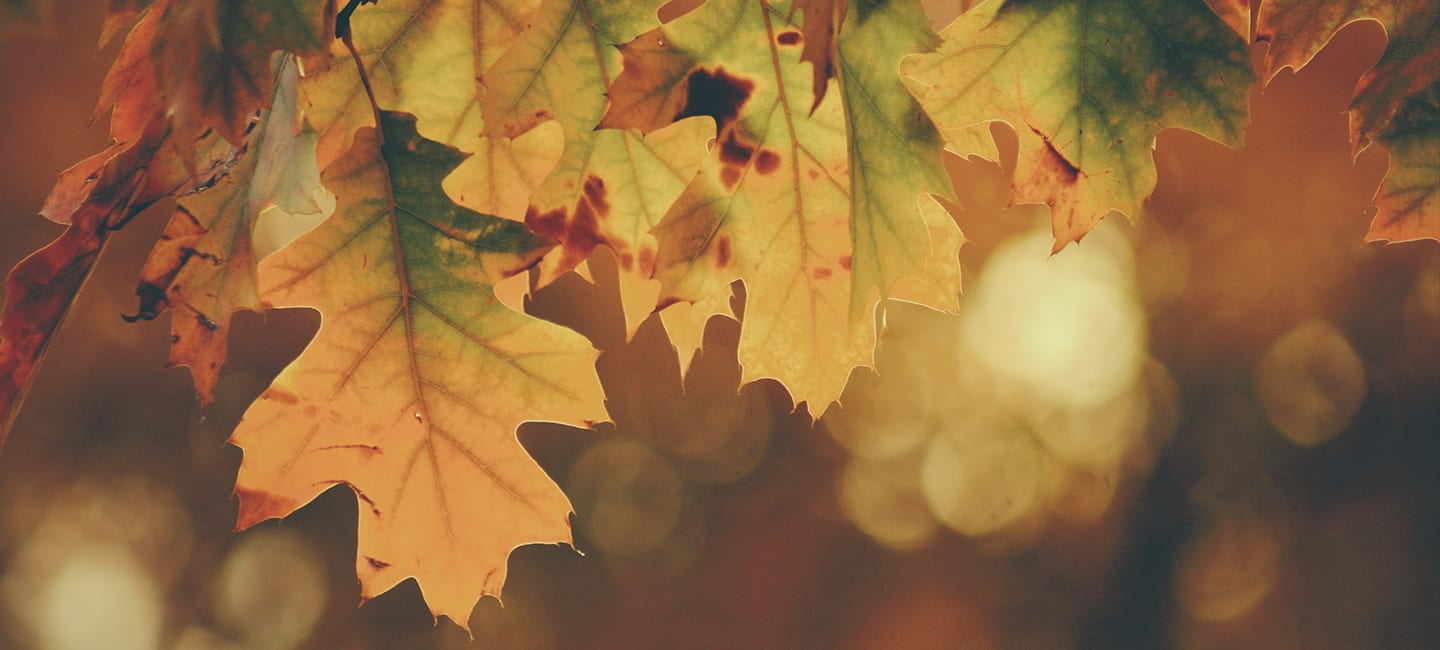 Thanksgiving, giveaway, donations, Turkey, Chicago